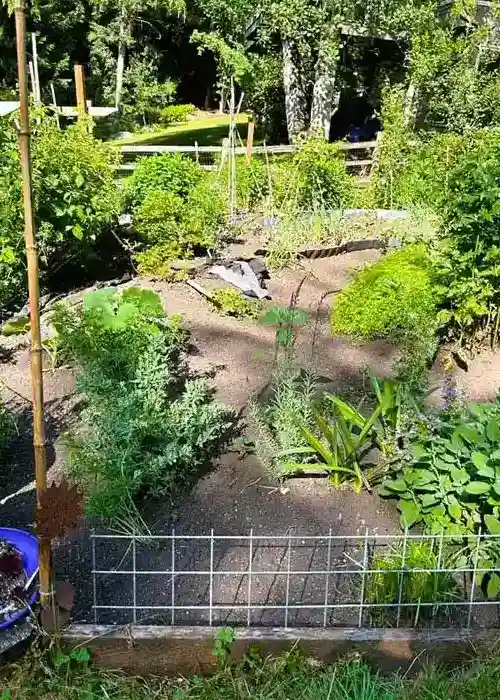 Reliable Backyard Landscaping Backyard Landscaping