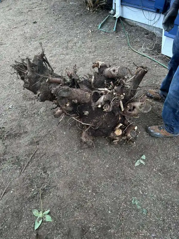 Reliable Tree Removal Tree Removal
