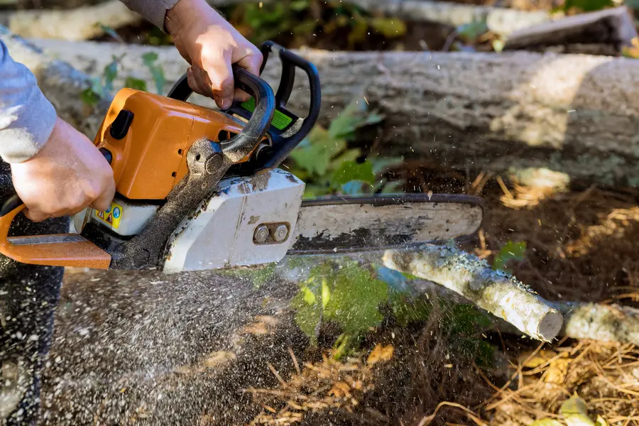 Affordable Tree Services Bremerton WA