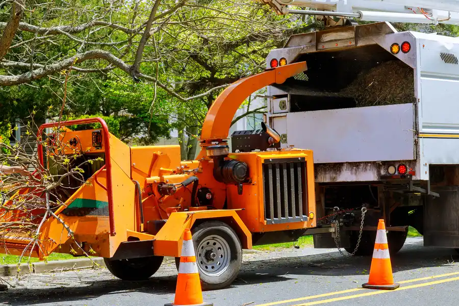 Common Challenges In Tree Removal And How Experts Handle Them Bremerton WA