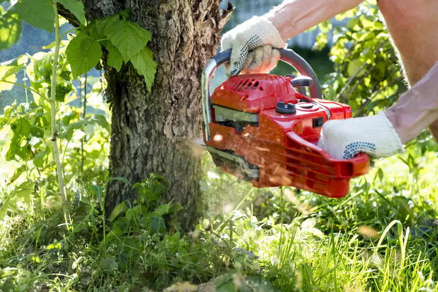 Common Challenges In Tree Removal And How Experts Handle Them in Bremerton WA