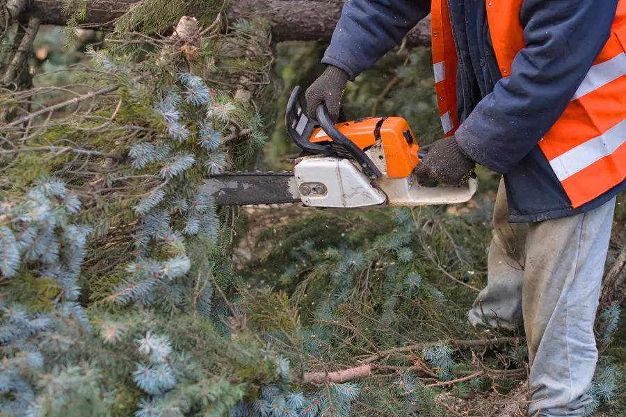 Experienced Tree Removal Bremerton WA