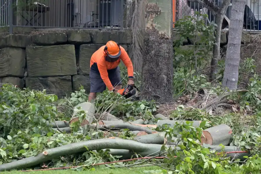 Expert Tree Removal Bremerton WA