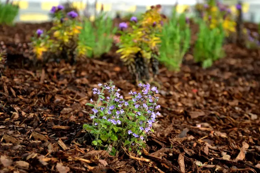 How Proper Mulching Protects Plants During Harsh Weather Bremerton WA