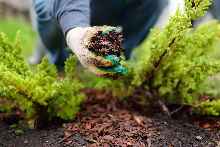 How Proper Mulching Protects Plants During Harsh Weather in Bremerton WA
