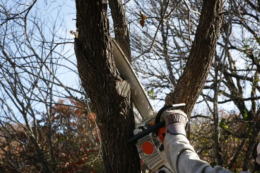 How Tree Removal Creates Space For New Landscaping Opportunities Bremerton WA