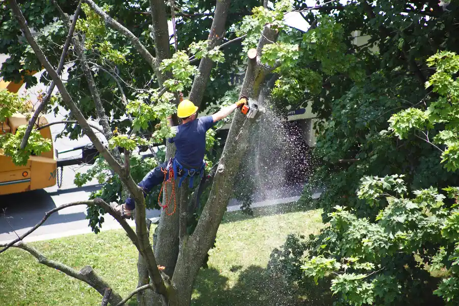 How Tree Removal Creates Space For New Landscaping Opportunities in Bremerton WA