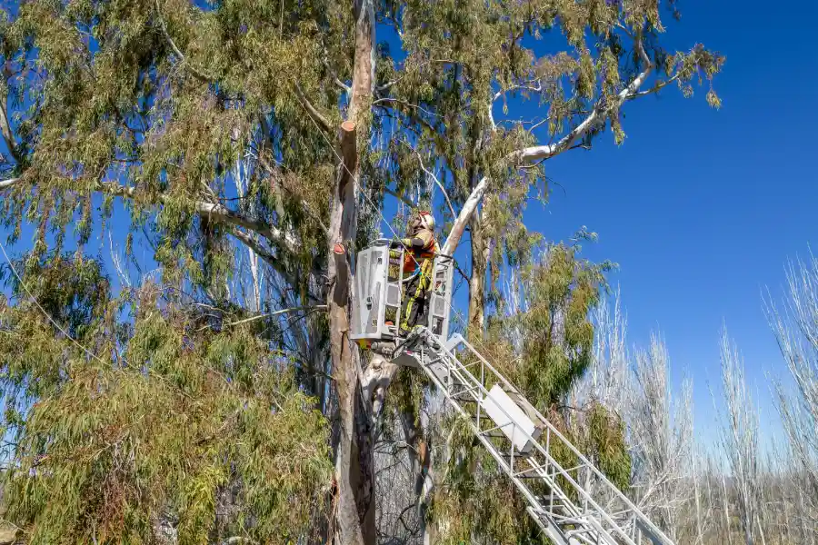 How Tree Services Improve Your Yards Overall Health Bremerton WA