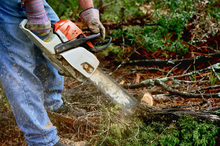 How Tree Services Improve Your Yards Overall Health in Bremerton WA