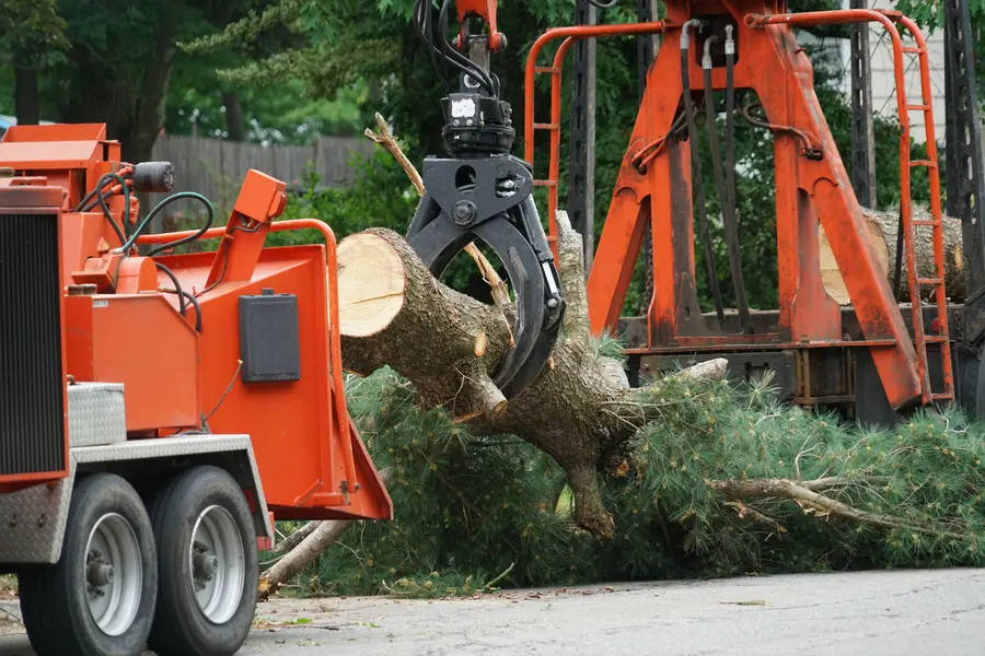 Local Tree Services Bremerton WA