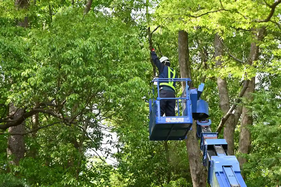 Superior Tree Services Bremerton WA