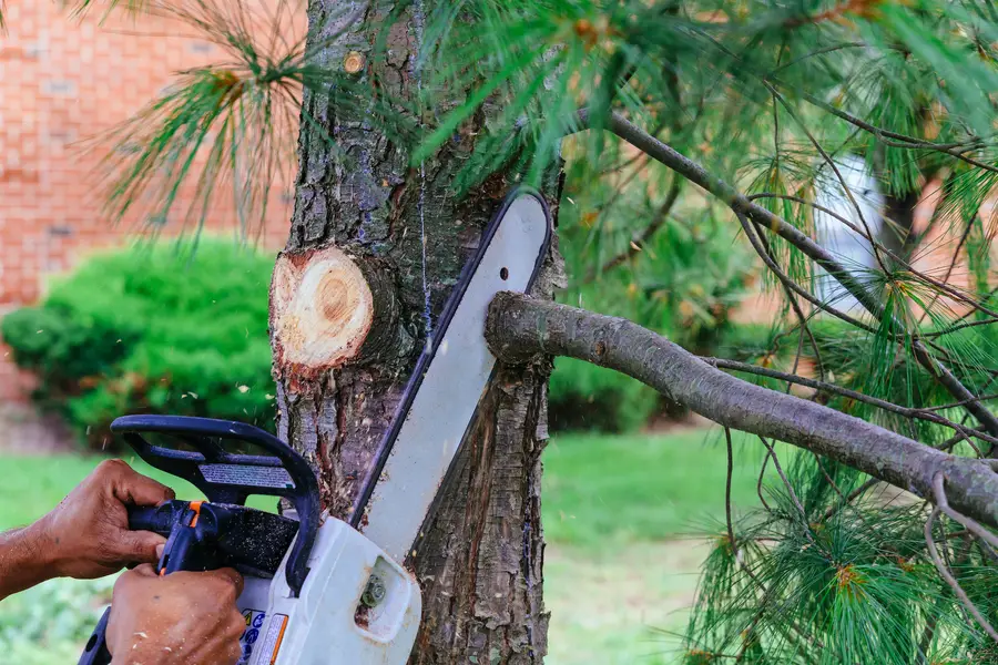 The Importance Of Regular Tree Maintenance For Your Property Bremerton WA
