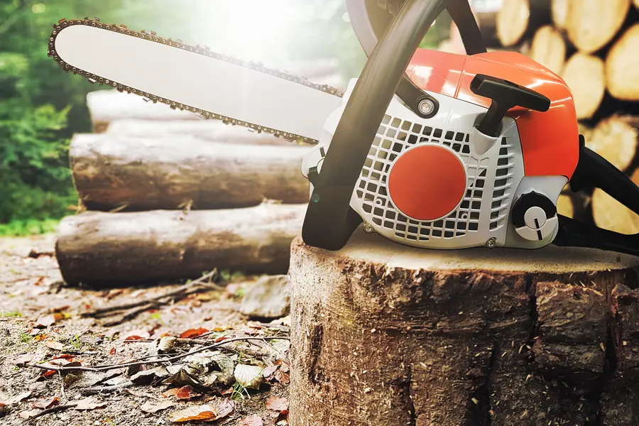 The Importance Of Regular Tree Maintenance For Your Property in Bremerton WA