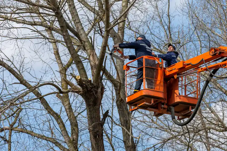 Top-rated Tree Removal Bremerton WA