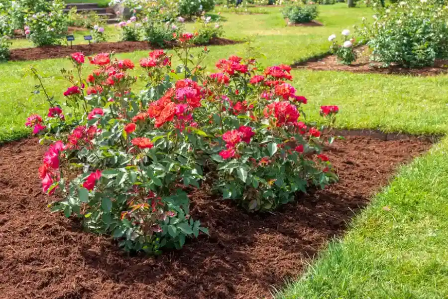 Understanding The Different Types Of Mulch And Their Uses in Bremerton WA